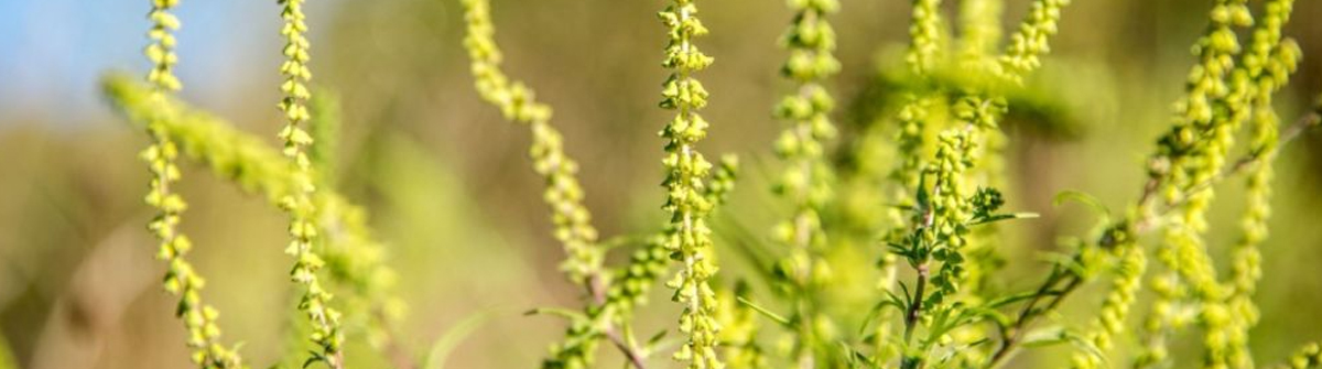 Vous consultez actuellement Info allergies : L&rsquo;ambroisie