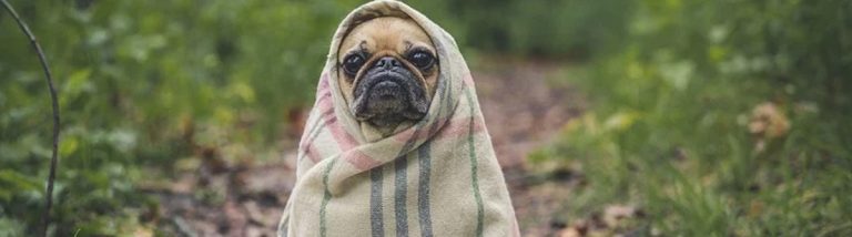 Lire la suite à propos de l’article Animaux de compagnie
