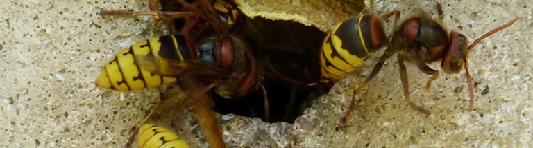 Lire la suite à propos de l’article Frelons asiatiques